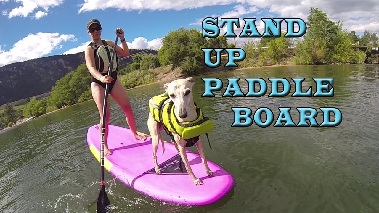 Dog Travel - Stand Up Paddleboard