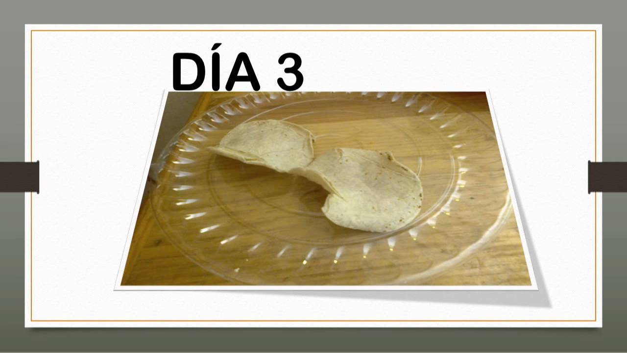 umo experimento con tortillas YouTube umo experimento con tortillas YouTube