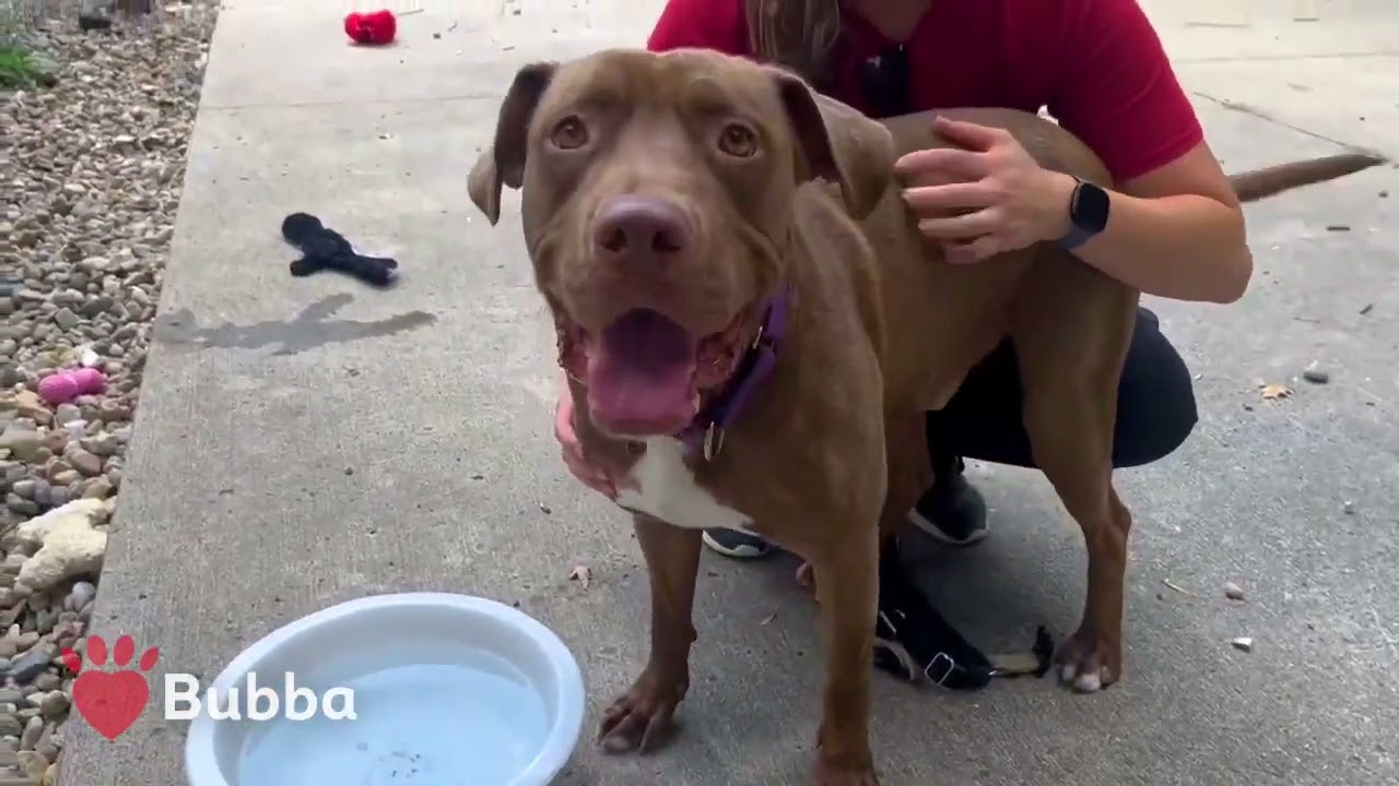Meet Bubba, Adoptable Dog at IndyHumane!