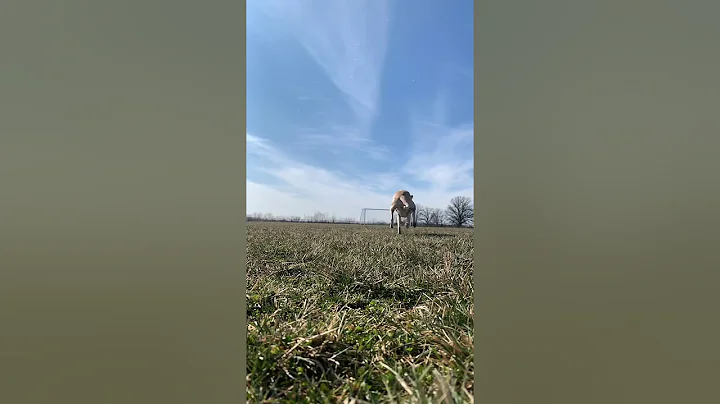 Follow the dog... joy will follow
