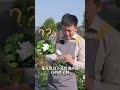 玫瑰与月季的孩子 超浓香自育 玉壶春 天狼说月季 玫瑰与月季的孩子 超浓香自育 玉壶春 天狼说月季