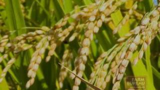 Arkansas Farm Bureau - Medium Grain Rice Acreage Up