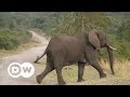 Turning elephant dung into paper | DW English