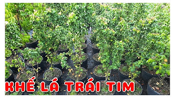 Cây Khế lá hình trái tim độc lạ | 0386569374 - Ngọc Ngân Bến Tre | Chuyên cây độc lạ