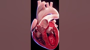 3d animated blood flow of the heart! #anatomy #3dmodel