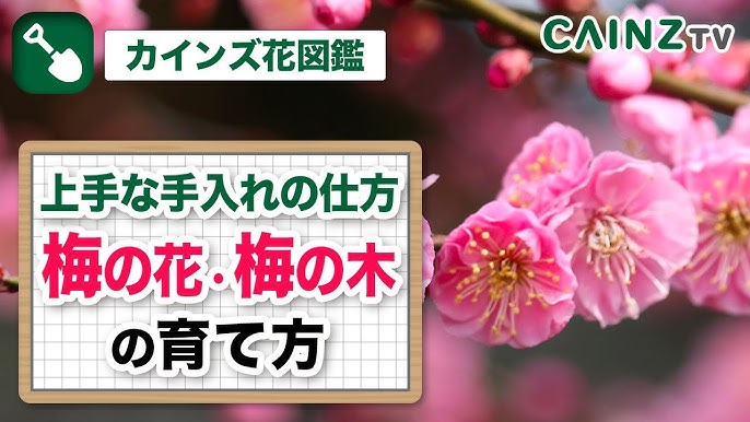 梅の花 ウメの木の育て方 手入れ方法 病気対策は概要欄にて Youtube 梅の花 ウメの木の育て方 手入れ方法 病気対策は概要欄にて Youtube