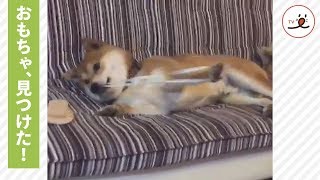 見て、見てー!ゴムを伸ばして遊ぶ柴犬【PECO TV】 またゴム 検索動画8 見て、見てー!ゴムを伸ばして遊ぶ柴犬【PECO TV】 またゴム 検索動画 8