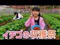 【日常の幸せ】逞しすぎる末っ子のいちご狩り！虫に怯える高校生の姉と中学生の兄をよそに大量収穫w