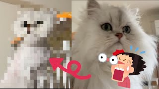 【ペルシャ猫】トリミングサロンへあまりの変身ぶりにびっくり