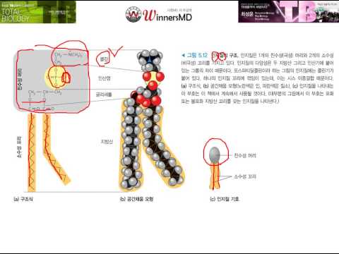 인지질