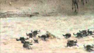 Crocodiles vs Wildebeest in the Mara river