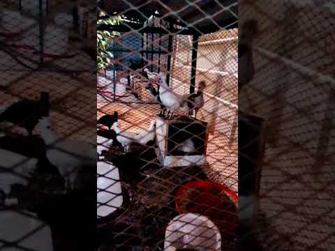 اذان ديك صغير