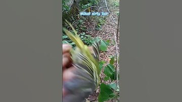 Mikat sirtu atau burung cipoh liar#mikatburung #burung #caramikatburung