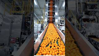 How Millions of Orange Juice Bottles Are Made Every Day 🍊 | Mega Factory Process #juice #shorts