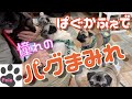 【黒パグ：ペレ】パグカフェでパグ達にまみれる癒しの時間［#155］