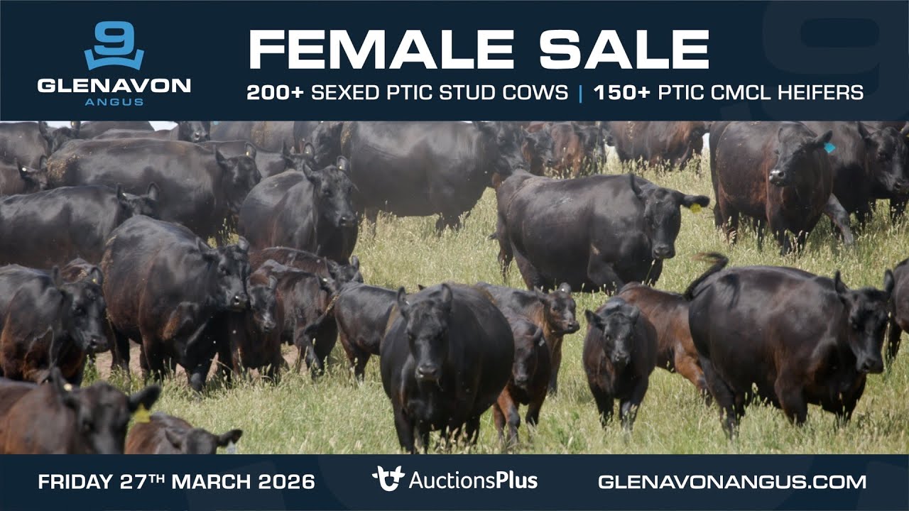 Glenavon 2026 Female Sale Presale