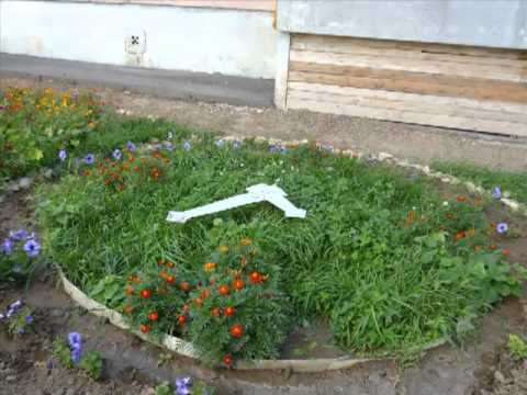 Лучшая клумба во дворе