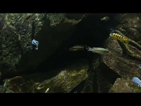 Melanochromis lepidiadaptes & Melanochromis chipokae