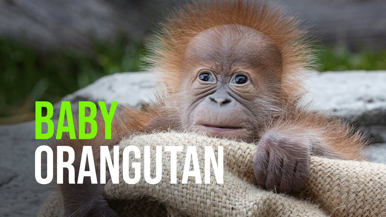 San Diego Zoo Celebrates the Birth of a Critically Endangered Sumatran