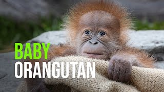 San Diego Zoo Celebrates the Birth of a Critically Endangered Sumatran Orangutan Infant