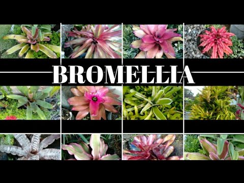 Video: Menumbuhkan Tanaman Neoregelia Bromeliad: Varietas Bromeliad Neoregelia Populer