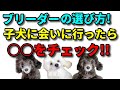 【子犬 しつけ】良いブリーダーの選び方！子犬に会いに行ったらチェックして欲しいポイント教えます！新遠藤エマチャンネル【犬のしつけ＠横浜】