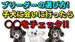 【子犬 しつけ】良いブリーダーの選び方！子犬に会いに行ったらチェックして欲しいポイント教えます！新遠藤エマチャンネル【犬のしつけ＠横浜】