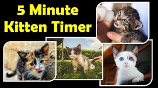 5 Minute Kitten Countdown Timer - Timers for Kids - Classroom Countdown Timer with Music