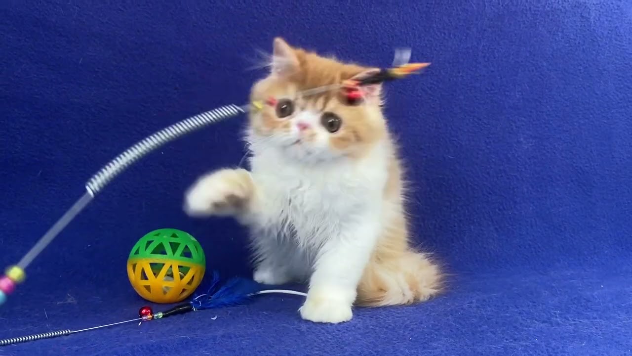 Persian Red White Male kitten of Majestymeow Cattery!