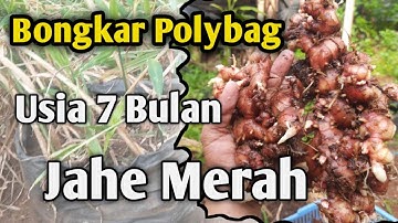 BONGKAR JAHE MERAH USIA 7 BULAN,