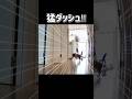 保護した猫に光の速さで逃げられる長女www 本編でその真相が明らかに！ #拾われた恩とか知らない #保護猫 #cat