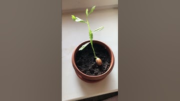 ✅ Planted acorn - Day 5