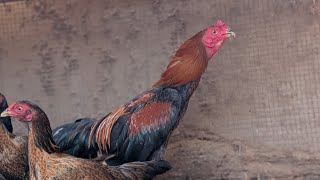 Rampuri Asil Rooster and Hens 