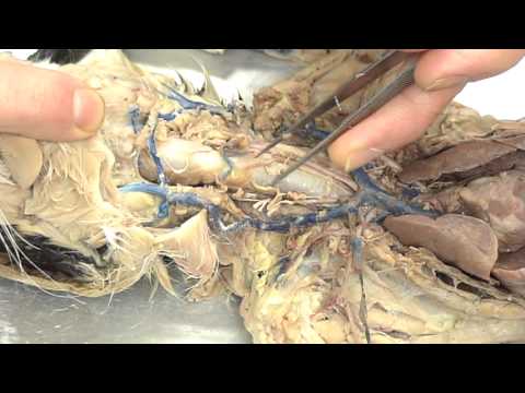 Video: Calcium Buildup Sa Lungs Of Cats