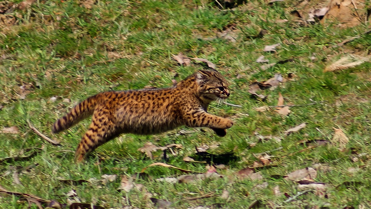Маленький, Скрытный и крайне Редкий дикий кот Южной Америки - КОДКОД!