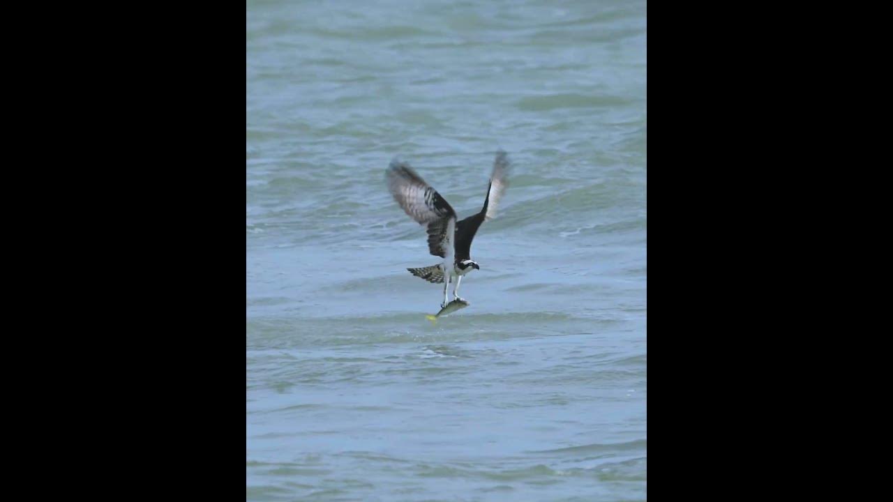 Got ATTACKED by an Osprey!, Warbaits Neck breaker/Zman