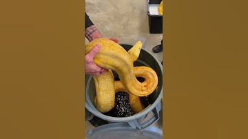 Let’s Go Wrangle A 20ft Python 😳 #shorts