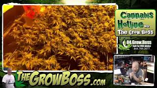 Ultimate Grow House Luke #28 – ein erneuter Besuch bei den Klonen