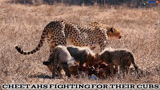 Cheetahs fighting for their cubs | wild animals