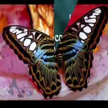 Butterflies in Jars - Blues Mama Original