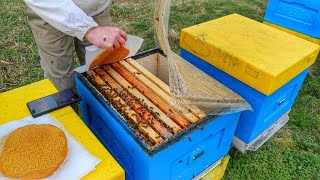 Щоб бджоли добре розвивались я даю.. Білкова підгодівля бджіл.