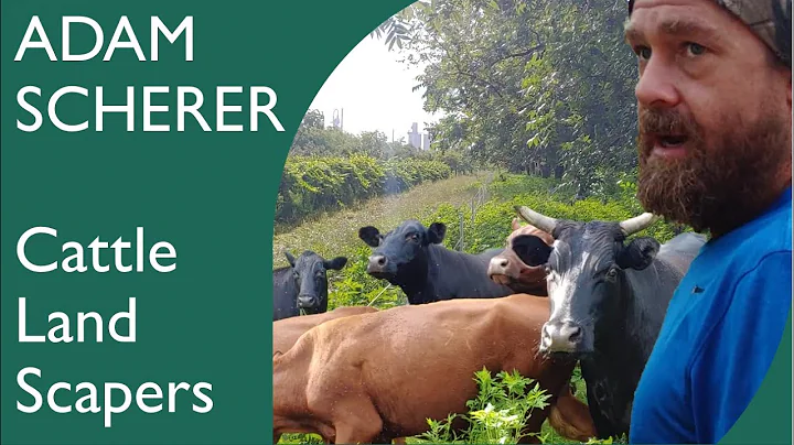 ADAM SCHERER | Cattle Landscapers | Ep. 12