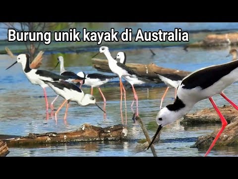 Video: Apa nama burung berkaki panjang?