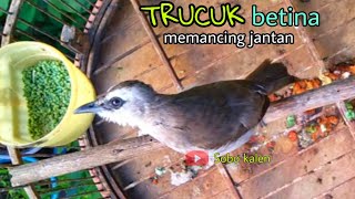 Download Lagu Pancingan trucuk betina memanggil jantan MP3