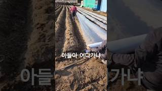 아들아 어딜가냐 #송가인 #아부지 #구례 #노지 #감자