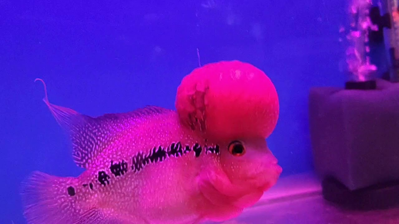 Flowerhorn fish .. srd YouTube