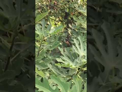 Как растёт Инжир