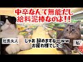 【スカッと猫ミーム】私を侮辱した社長夫人…辞めた瞬間、店が地獄絵図に #猫マニ