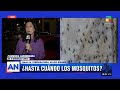 Dengue: ¿Hasta cuándo los mosquitos en Buenos Aires? Baja la temperatura, pero no se van