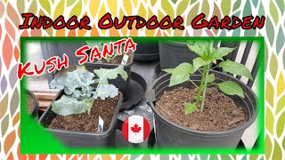 Growing With Kush Santa Indoor and Outdoor  Gardening. Growing your own organic is the best.